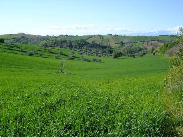 Rustico - Cascina CONTROGUERRA vendita    DORIANO RUBICINI