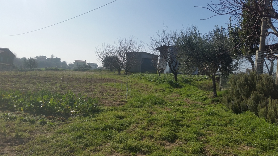 Rustico - Cascina CUPRA MARITTIMA affitto    DORIANO RUBICINI