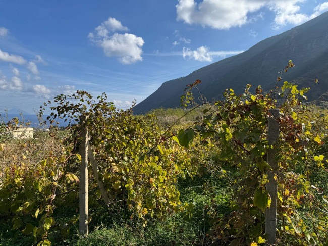 Vigneto in vendita a Malfa