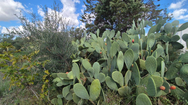 Villa Singola in vendita a Castellammare del Golfo