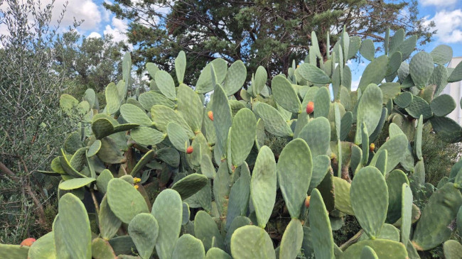 Villa Singola in vendita a Castellammare del Golfo