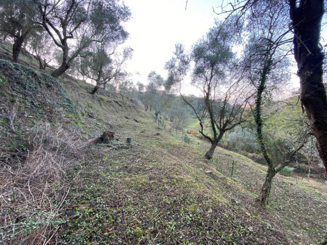 Terreno Agricolo in Vendita a Albenga