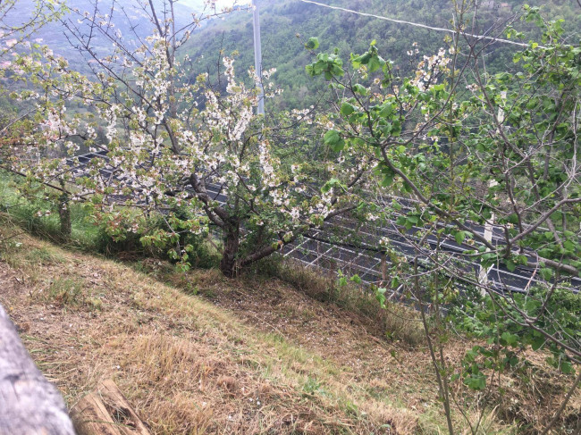 Rustico in vendita a Erli