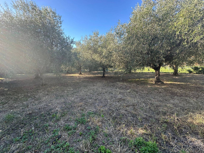 Terreno Agricolo in vendita a Cisano sul Neva