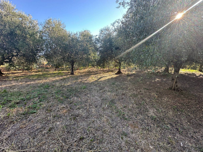 Terreno Agricolo in vendita a Cisano sul Neva