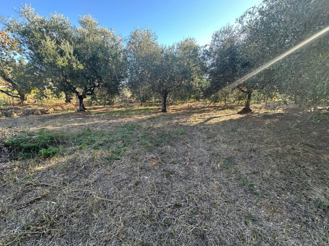 Terreno Agricolo in vendita a Cisano sul Neva