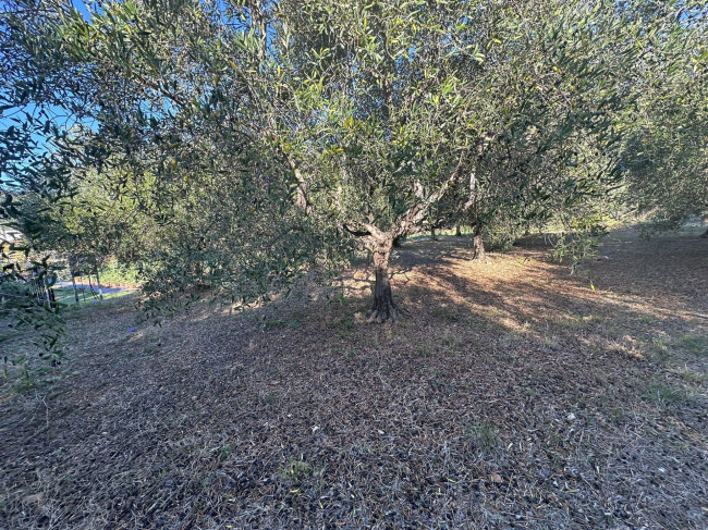 Terreno Agricolo in vendita a Cisano sul Neva