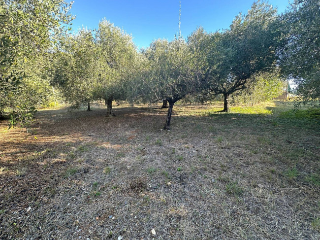 Terreno Agricolo in vendita a Cisano sul Neva