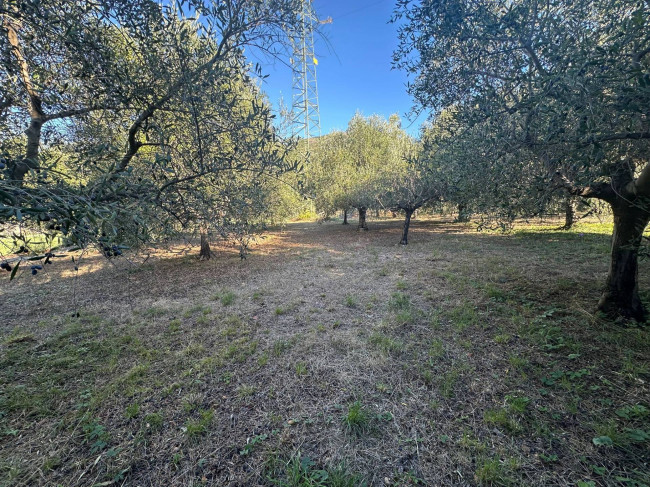 Terreno Agricolo in vendita a Cisano sul Neva
