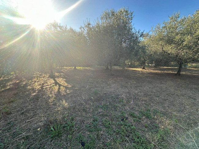 Terreno Agricolo in vendita a Cisano sul Neva
