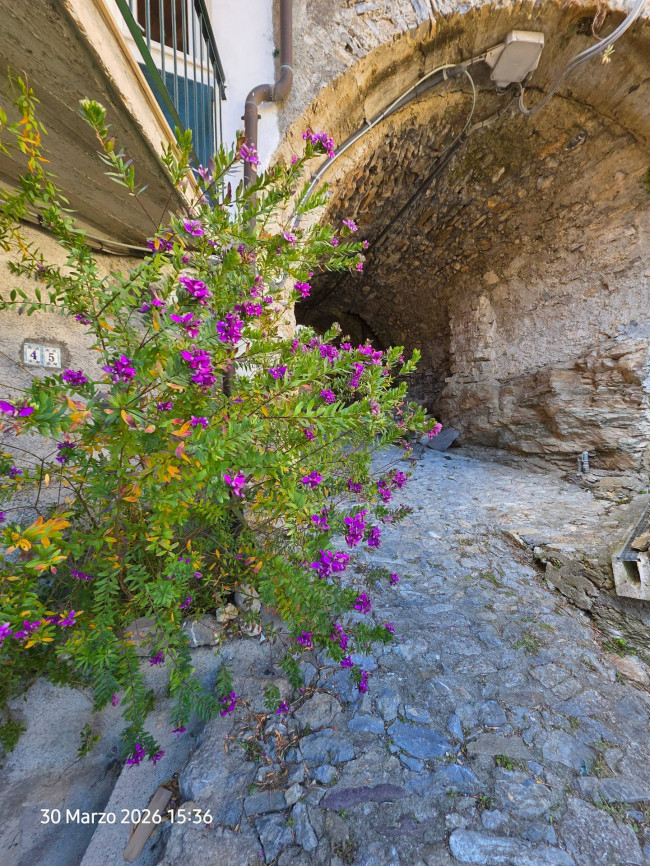 Rustico in vendita a Nasino