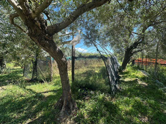 Terreno Agricolo in vendita a Albenga