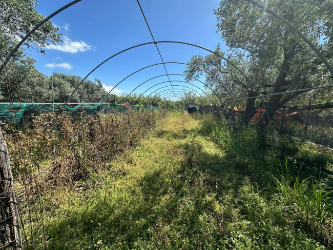 Terreno Agricolo in vendita a Albenga