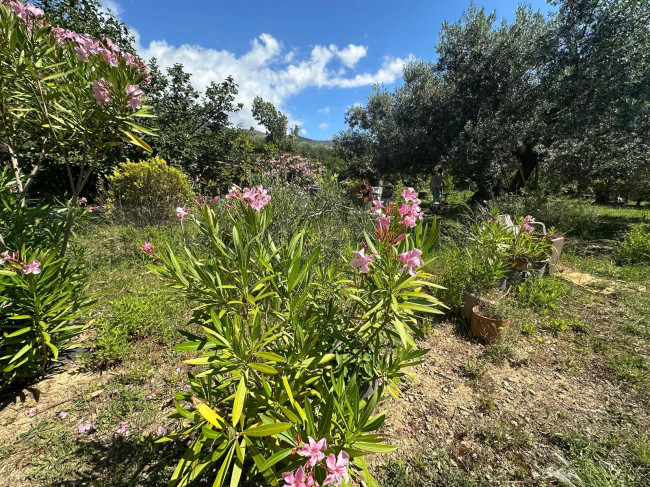 Terreno Agricolo in vendita a Albenga