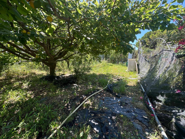 Terreno Agricolo in vendita a Albenga