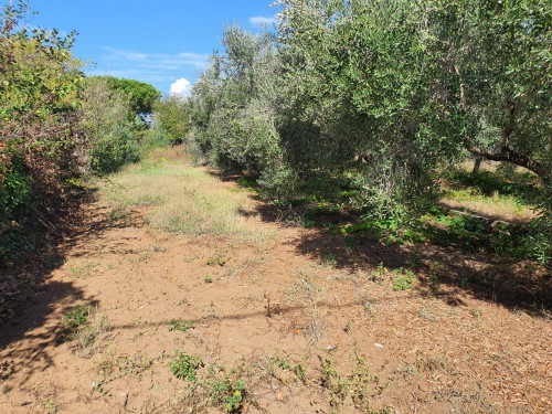 Terreno edificabile in vendita a Ladispoli (RM)