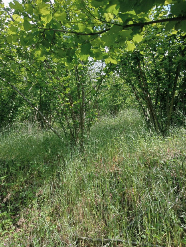 Terreno agricolo in vendita a Carbonara Di Nola (NA)