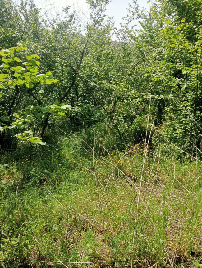 Terreno agricolo in vendita a Carbonara Di Nola (NA)