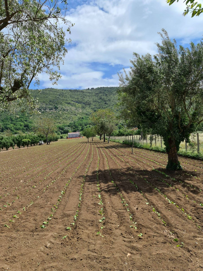 Terreno Agricolo in Vendita a Bellona