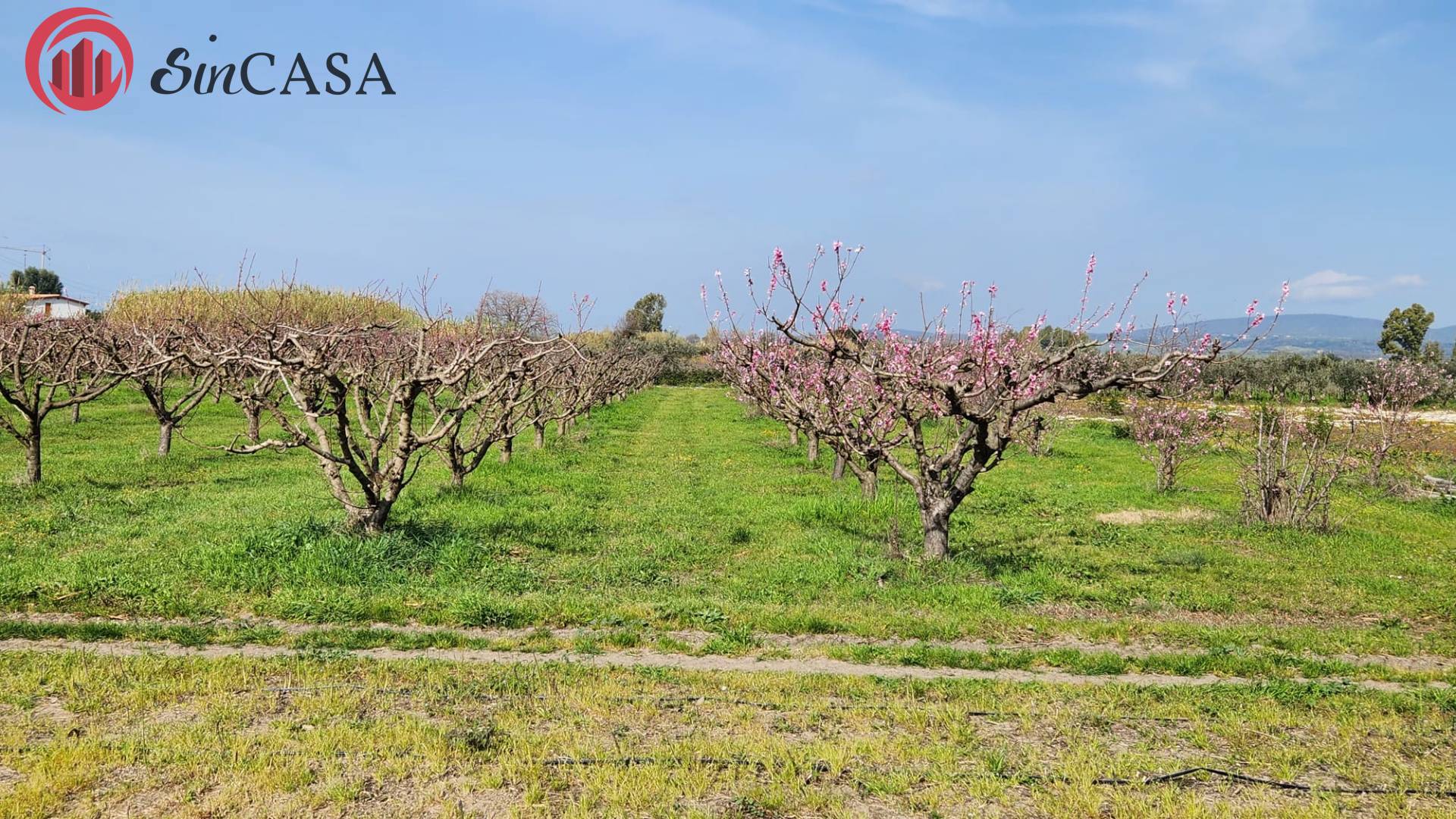 Terreno Agricolo in vendita a Cerveteri