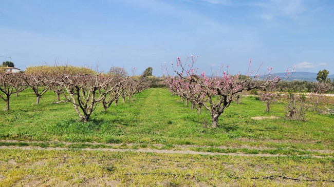 Terreno Agricolo in vendita a Cerveteri