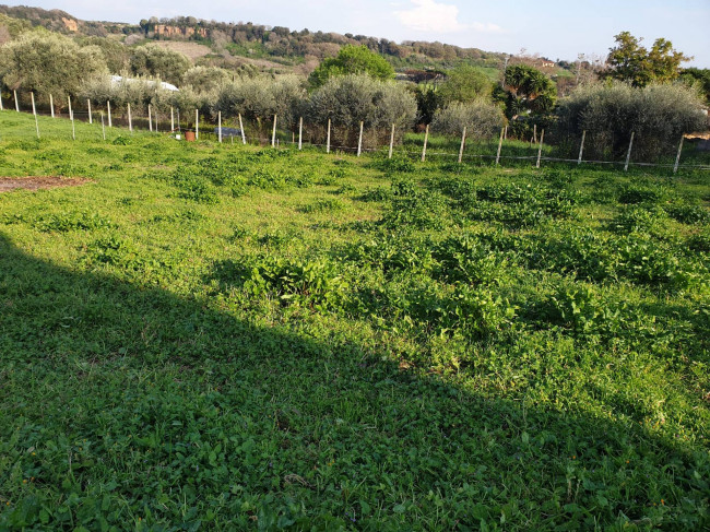 Terreno Agricolo in vendita a Cerveteri