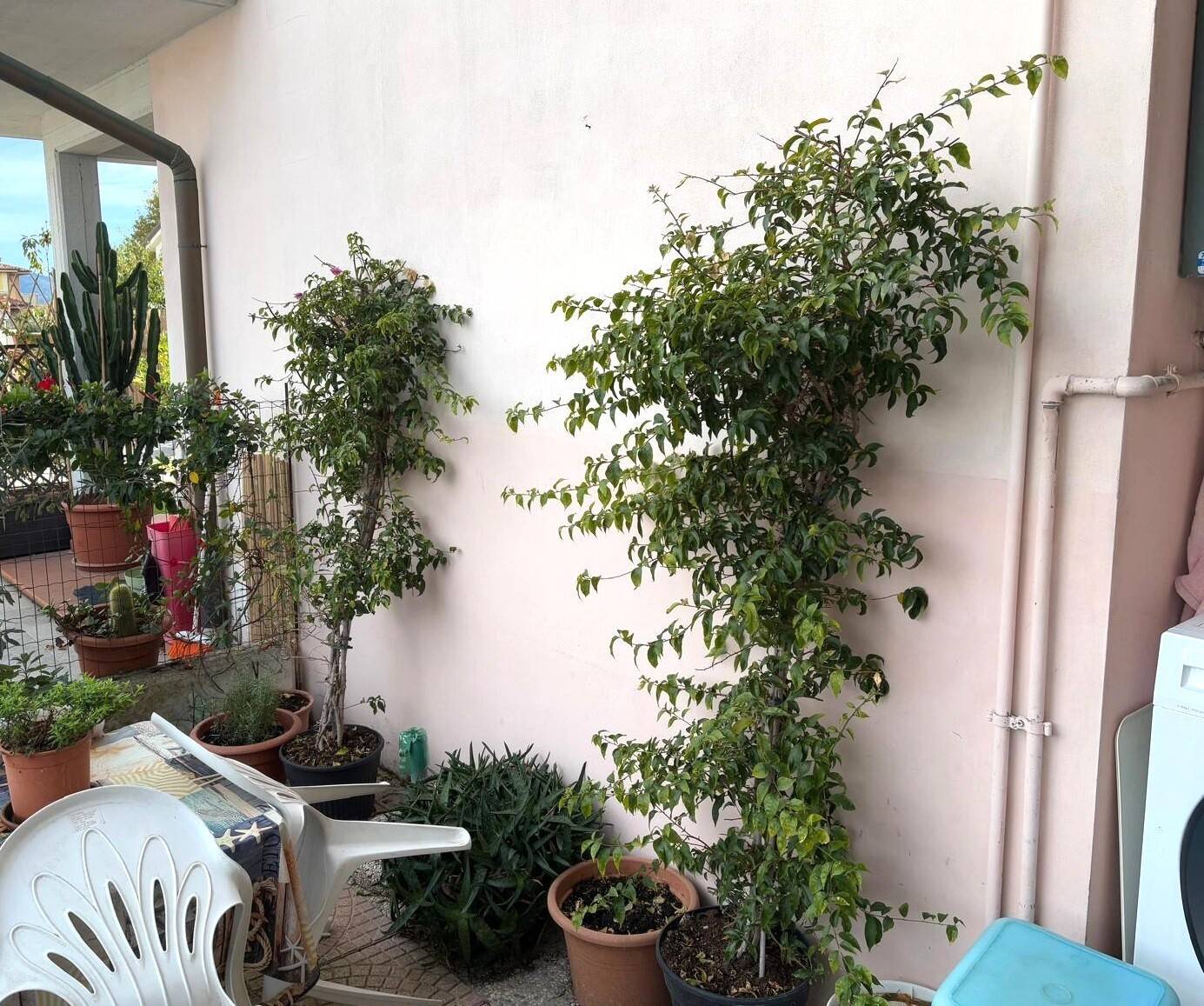 Appartamento in vendita a Viareggio - foto 8