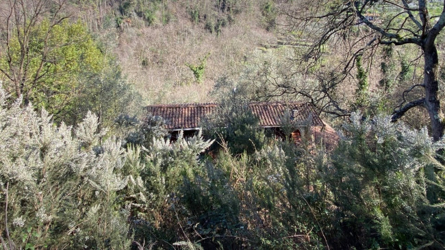 Proprietà rustica con terreno in vendita a Camaiore