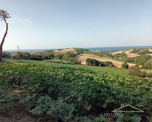 Terreno agricolo in vendita a Senigallia (AN)