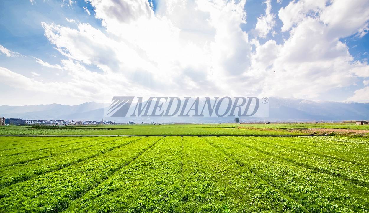 Terreno Industriale in Vendita - Foto 2