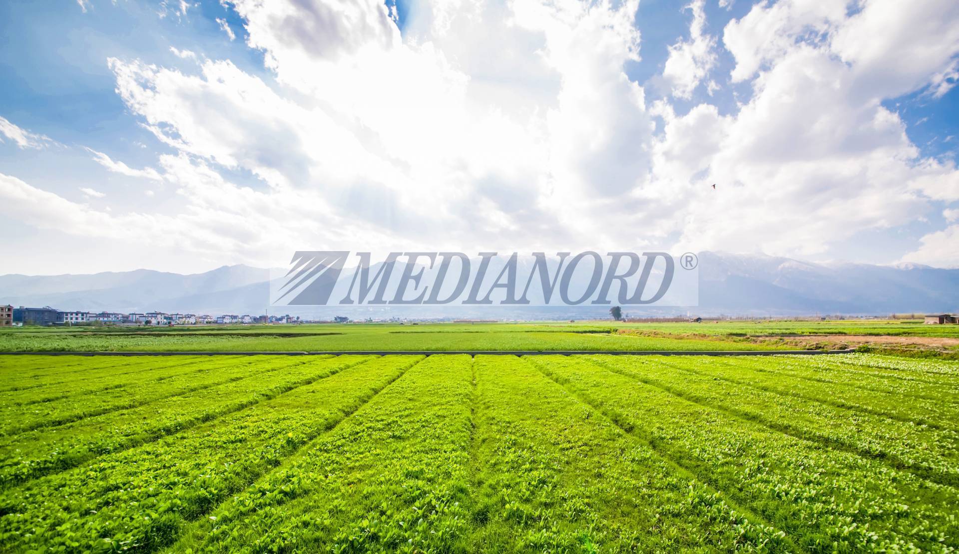 Terreno Industriale in Vendita - Foto 3