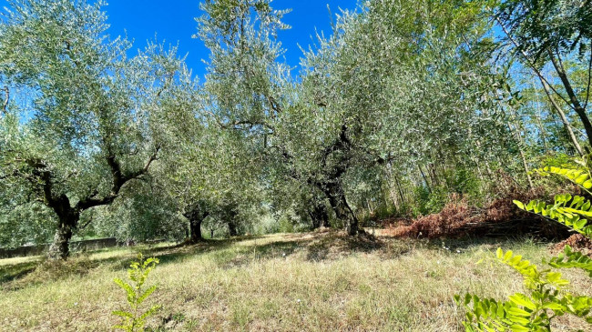 Terreno edificabile in vendita a Colfelice