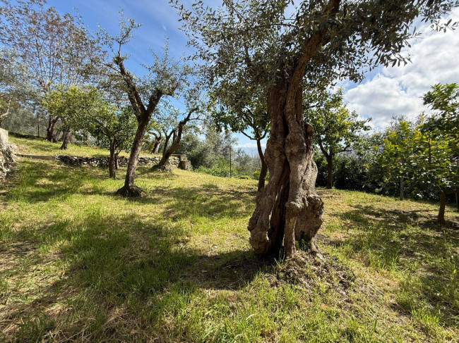 Abitazioni tipiche storiche in vendita a Roccasecca
