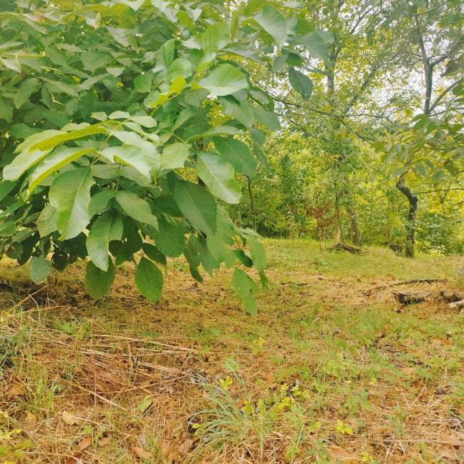 Land for sale in Villafranca in Lunigiana