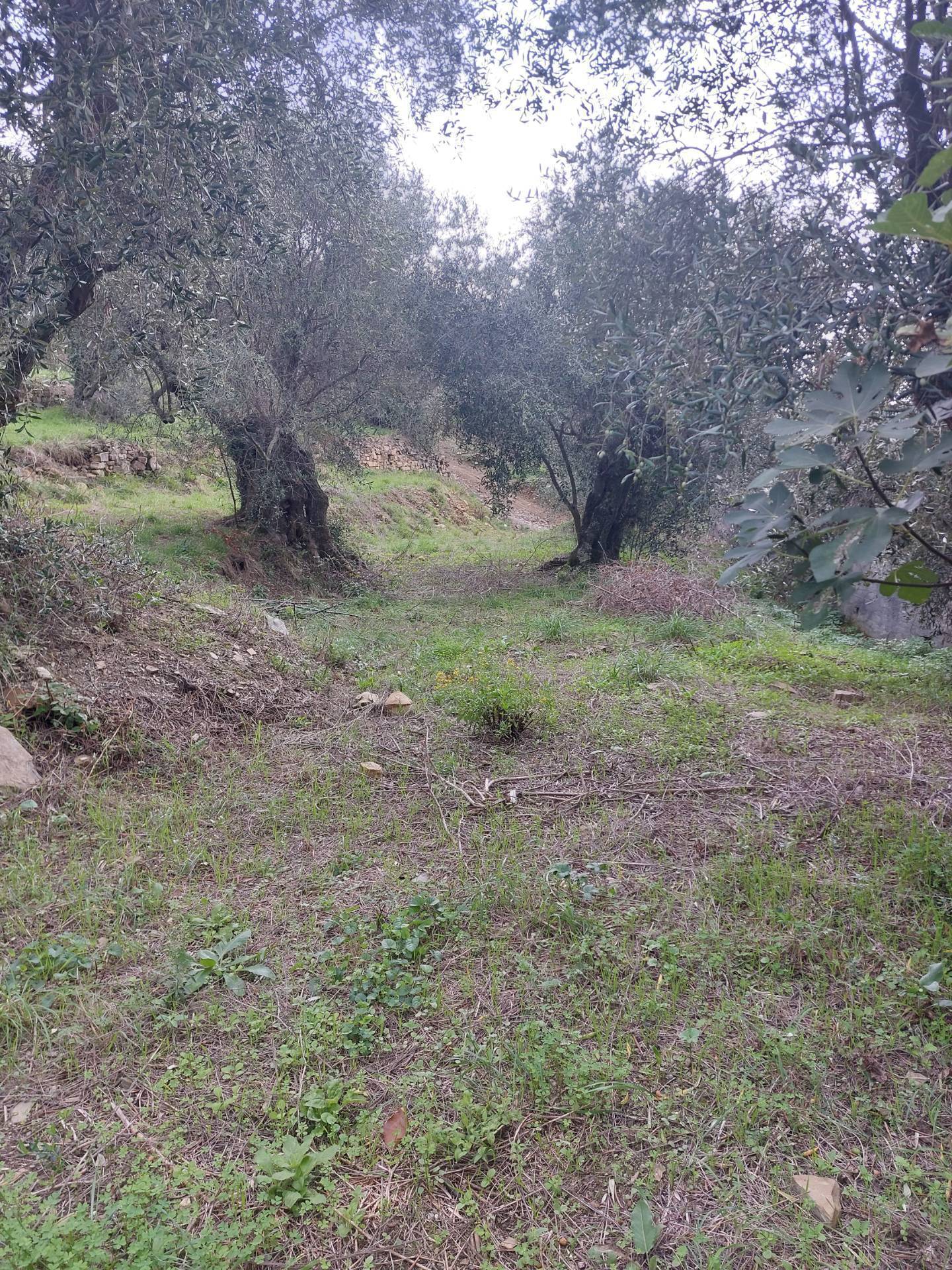 Villa in vendita a Diano Marina (IM)