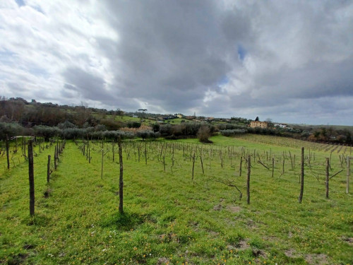 Terreno agricolo in vendita a Roma (RM)