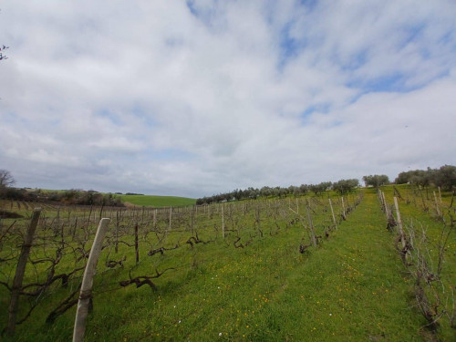 Terreno agricolo in vendita a Roma (RM)