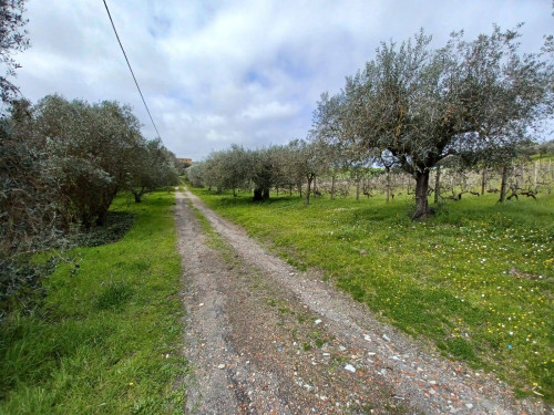 Terreno agricolo in vendita a Roma (RM)