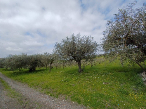 Terreno agricolo in vendita a Roma (RM)