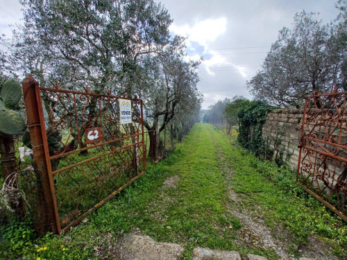 Terreno agricolo in vendita a Castel Gandolfo (RM)