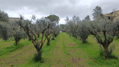 Terreno agricolo in vendita a Castel Gandolfo (RM)