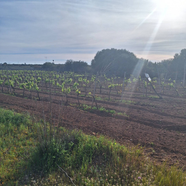 Terreno agricolo in vendita a Mazara Del Vallo (TP)