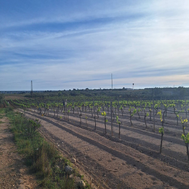 Terreno agricolo in vendita a Mazara Del Vallo (TP)