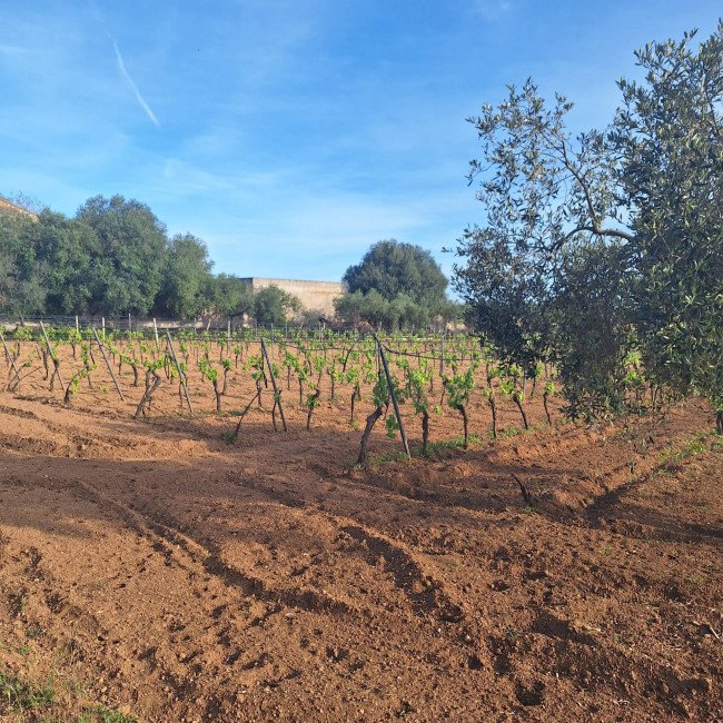 Terreno agricolo in vendita a Mazara Del Vallo (TP)