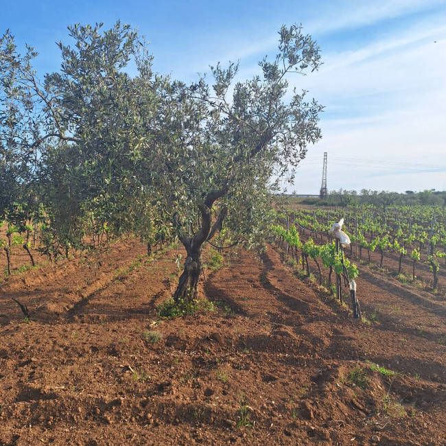 Terreno agricolo in vendita a Mazara Del Vallo (TP)