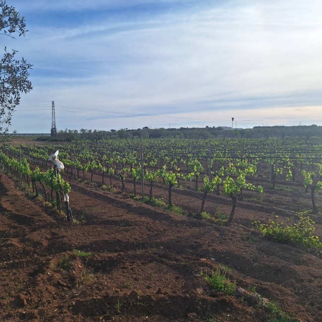 Terreno agricolo in vendita a Mazara Del Vallo (TP)