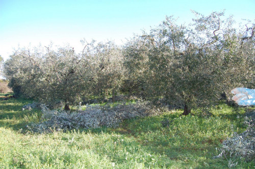 Terreno Agricolo con Magazzino in Vendita a Velletri