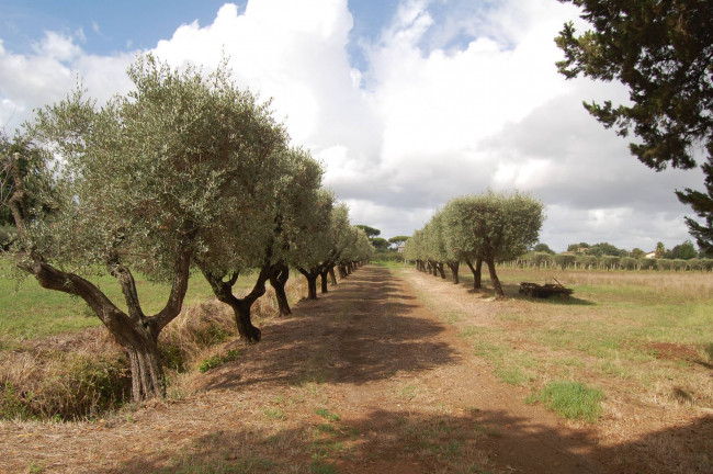 Terreno agricolo in vendita a Cisterna Di Latina (LT)