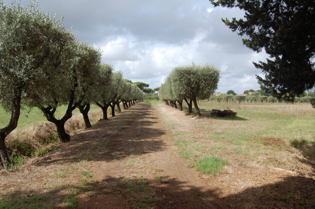 Terreno agricolo in vendita a Cisterna Di Latina (LT)