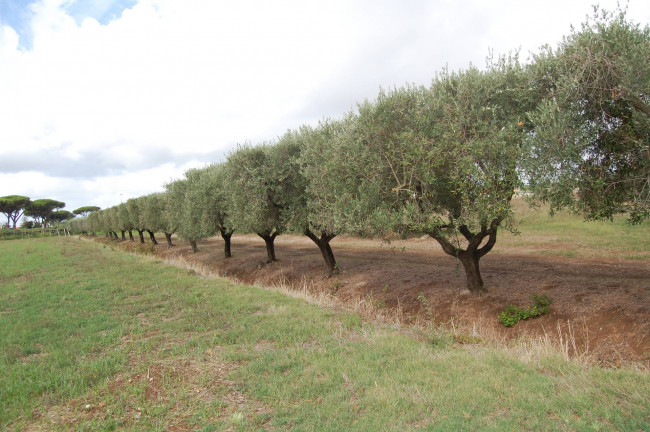 Terreno agricolo in vendita a Cisterna Di Latina (LT)